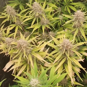 Gelato Auto Strain Grow Info