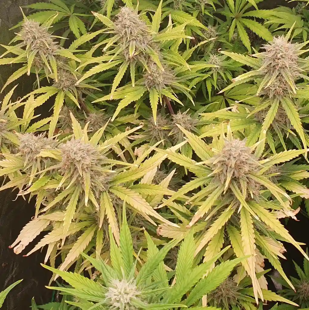 Gelato Auto cannabis plants in full flowering, featuring dense buds covered in trichomes and vibrant green and yellowing leaves.