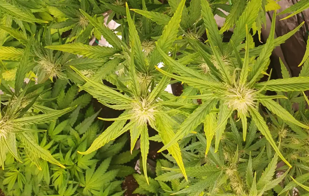 Overhead view of Gelato Auto cannabis plants in early flowering, showcasing healthy green leaves and developing buds with white pistils.