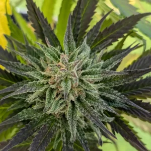 Green Crack Punch Strain Grow Info