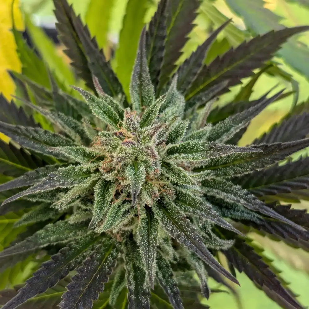 Close-up of Green Crack Punch cannabis bud featuring dark green leaves, frosty trichomes, and hints of orange pistils