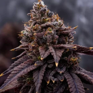 Money Maker Strain Grow Info