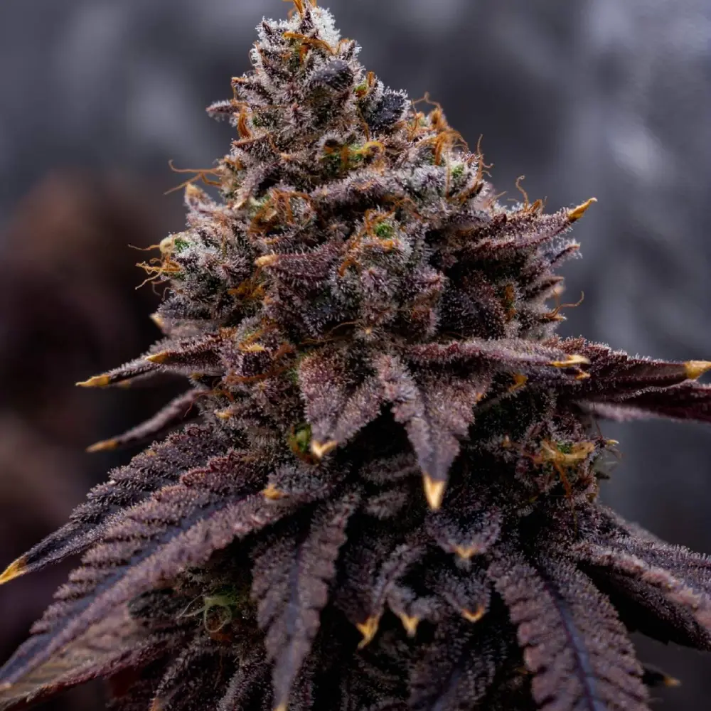 Close-up of Money Maker cannabis bud with deep purple leaves, frosty trichomes, and orange pistils during the flowering phase