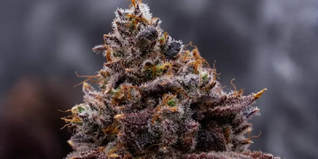 Money Maker Strain Grow Info