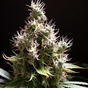 How to Grow Arjan’s Haze 3 Strain