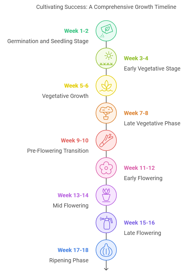 Growth timeline chart for Arjan's Haze 3 cannabis strain, detailing stages from germination to ripening with week-by-week progress.