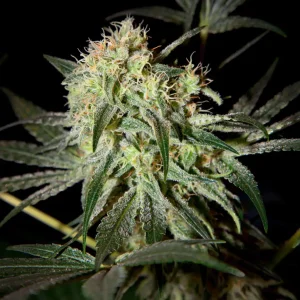 How to Grow Damn Sour Strain