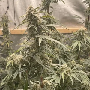How to Grow Great White Shark Strain