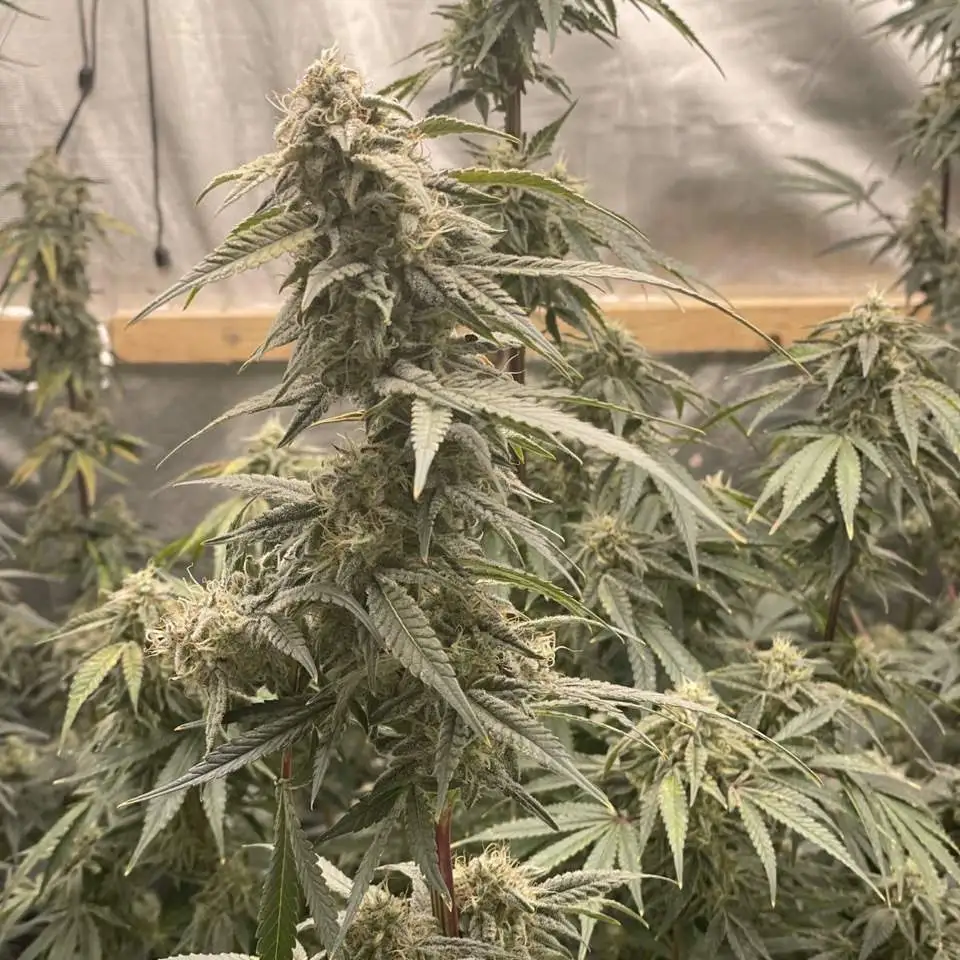 Close-up of Great White Shark cannabis bud covered in frosty trichomes, displaying dense growth and healthy development.