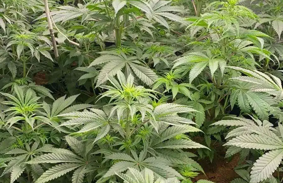 Great White Shark cannabis plants growing in a well-ventilated space, showing lush foliage and healthy leaf structure during vegetative phase