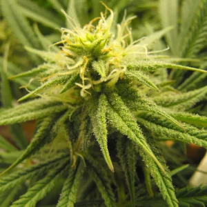 How to Grow Pure Kush Strain
