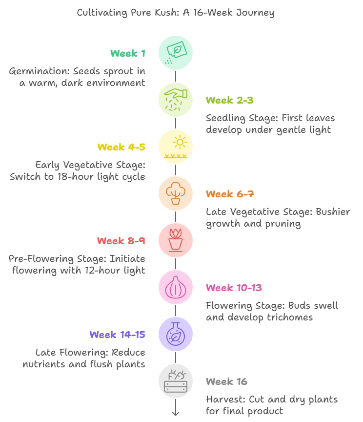 Illustrative chart showing the 16-week growth journey of Pure Kush strain, highlighting each growth stage from germination to harvest.