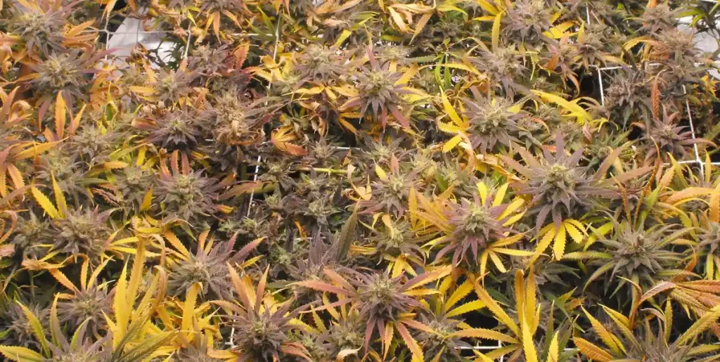 Outdoor cultivation of Pure Kush strain with multiple cannabis plants featuring dense buds and vibrant fall-colored leaves.