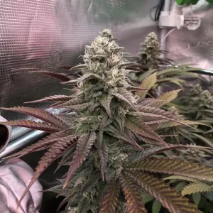 How to Grow SLH x RS11 Strain