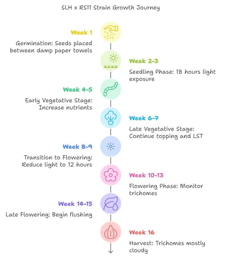 tep-by-step growth journey for SLH x RS11 strain, detailing weekly progress from germination to harvest.