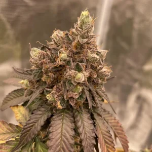 How to Grow Ztrawberry Strain