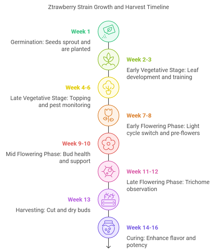 Week-by-week growth timeline for Ztrawberry strain, detailing key stages from germination to curing