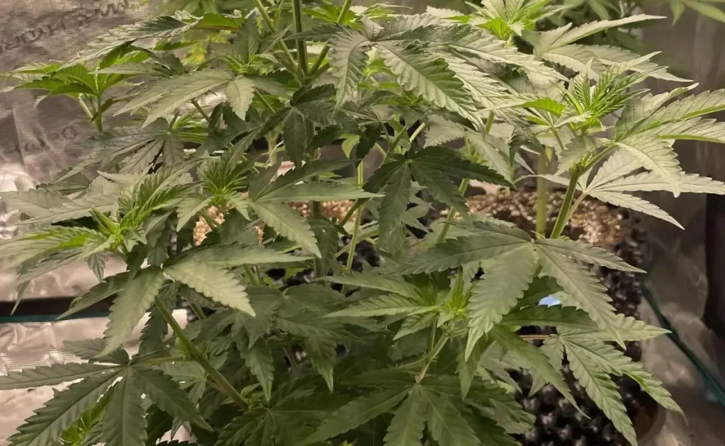 Ztrawberry strain plant in the vegetative stage, showing healthy green leaves and a strong stem in an indoor growing setup.