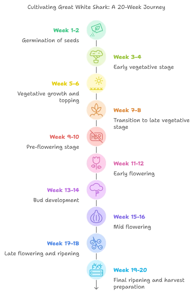 20-week growth timeline chart for the Great White Shark cannabis strain, detailing each stage from germination to final harvest.