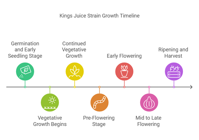 Kings Juice Strain Week by Week