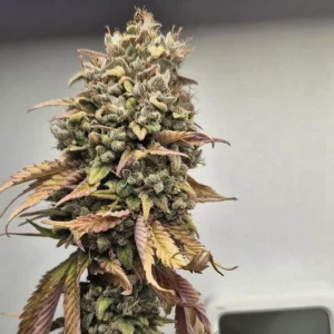 Lemon Drizzle Weed Strain Grow Info