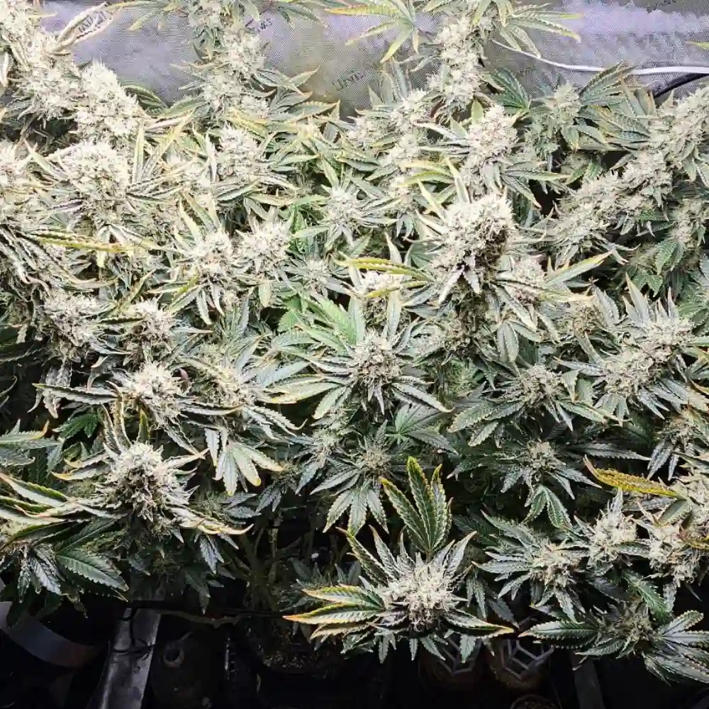 Large Muffin Runtz cannabis plant with dense, frosty buds and vibrant green foliage growing indoors under artificial lighting