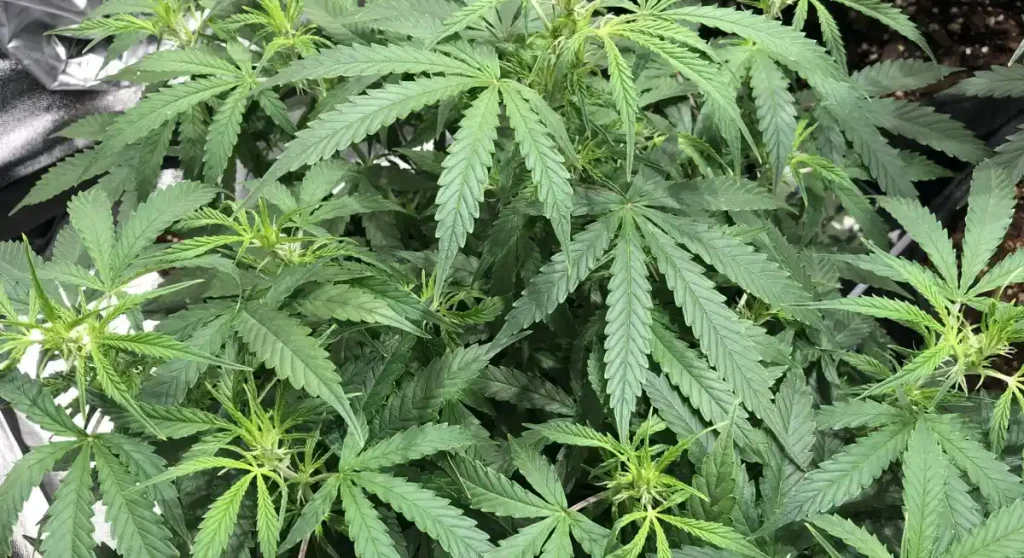 Close-up of vibrant green Six Shooter Auto Strain cannabis plants during the vegetative stage, showcasing healthy leaves and strong growth structure.