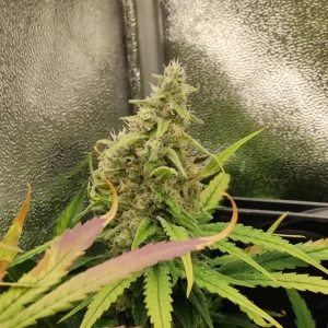 Sweet ZZ Strain Grow Info