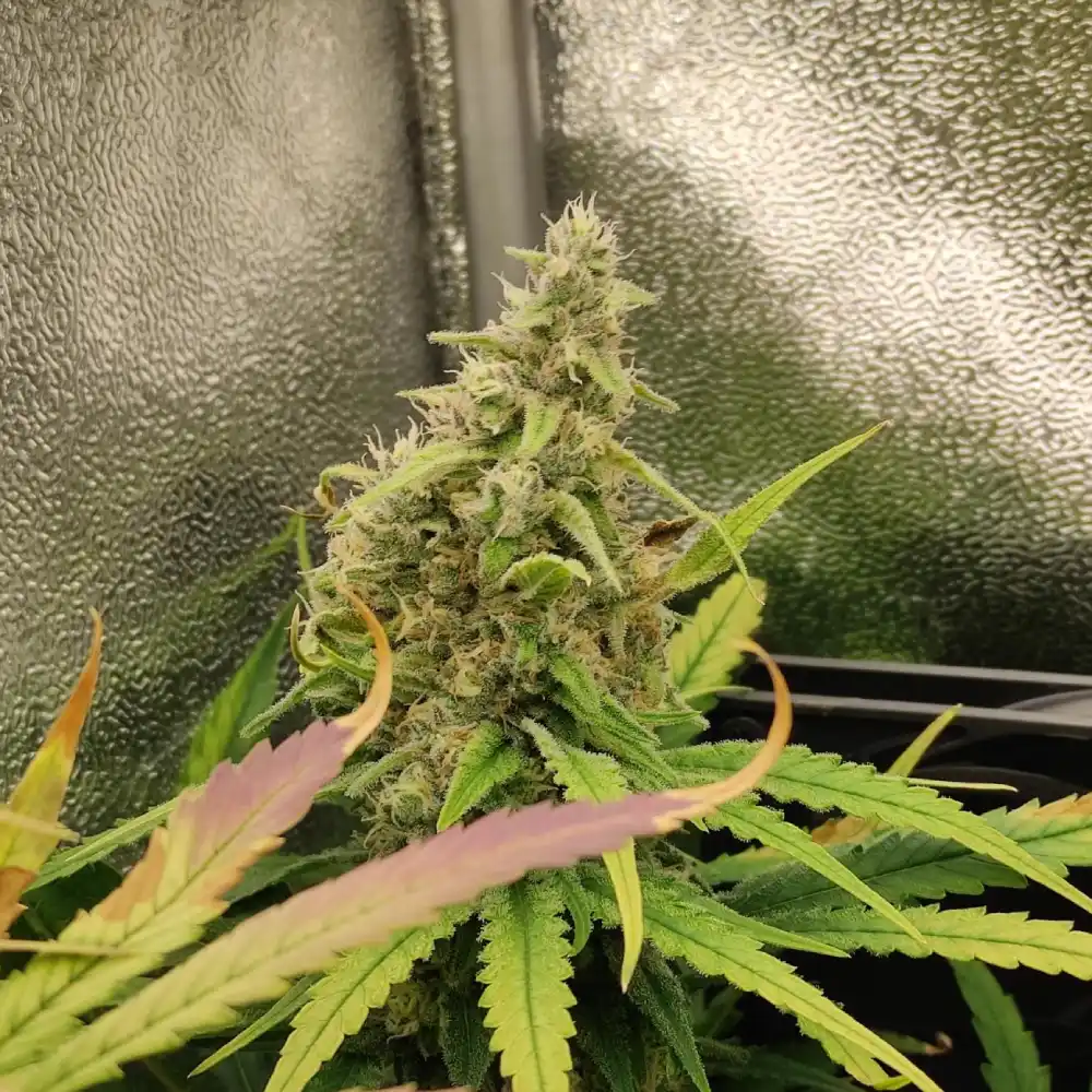 Sweet ZZ cannabis plant with dense, frosty buds, lime-green sugar leaves, and hints of purple in a reflective grow tent.