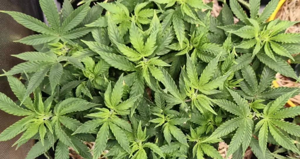 Trainwreck cannabis plant in full bloom outdoors, displaying tall structure and healthy foliage under natural sunlight.