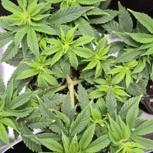 Trainwreck Strain Grow Info