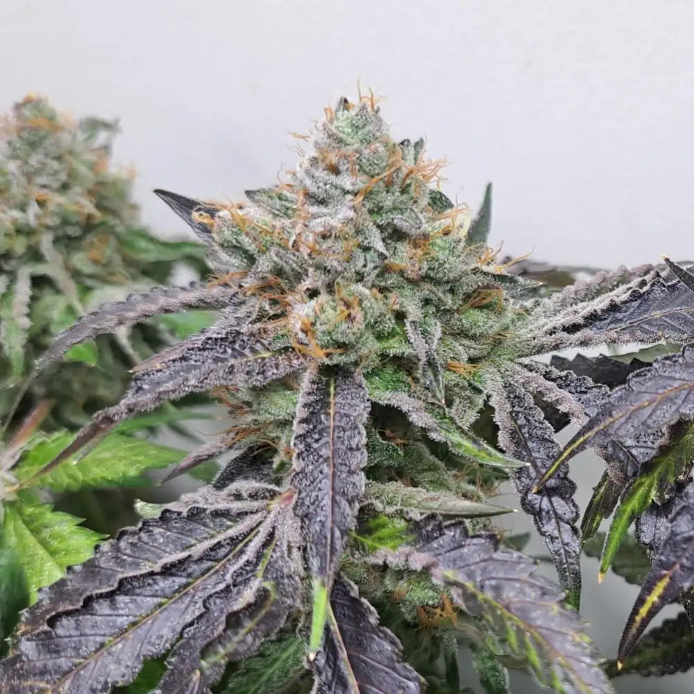 Wedding Cake Gelato cannabis plant with frosty trichome-coated buds, vibrant orange pistils, and dark purple sugar leaves