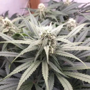 Wonder Pie Strain Grow Info