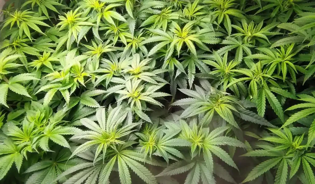 Close-up of Wonder Pie cannabis plants in their vegetative stage, showcasing vibrant green leaves and healthy growth.