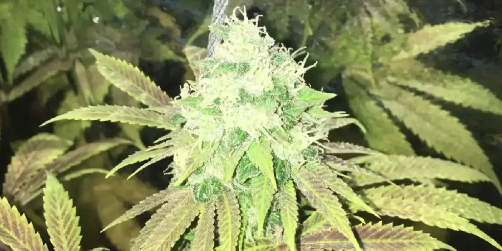 Afgooey Strain Cultivation Guide