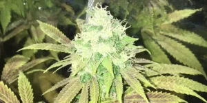 Afgooey Strain Cultivation Guide