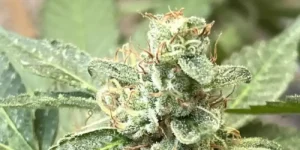 Alienz Strain Cultivation Guide