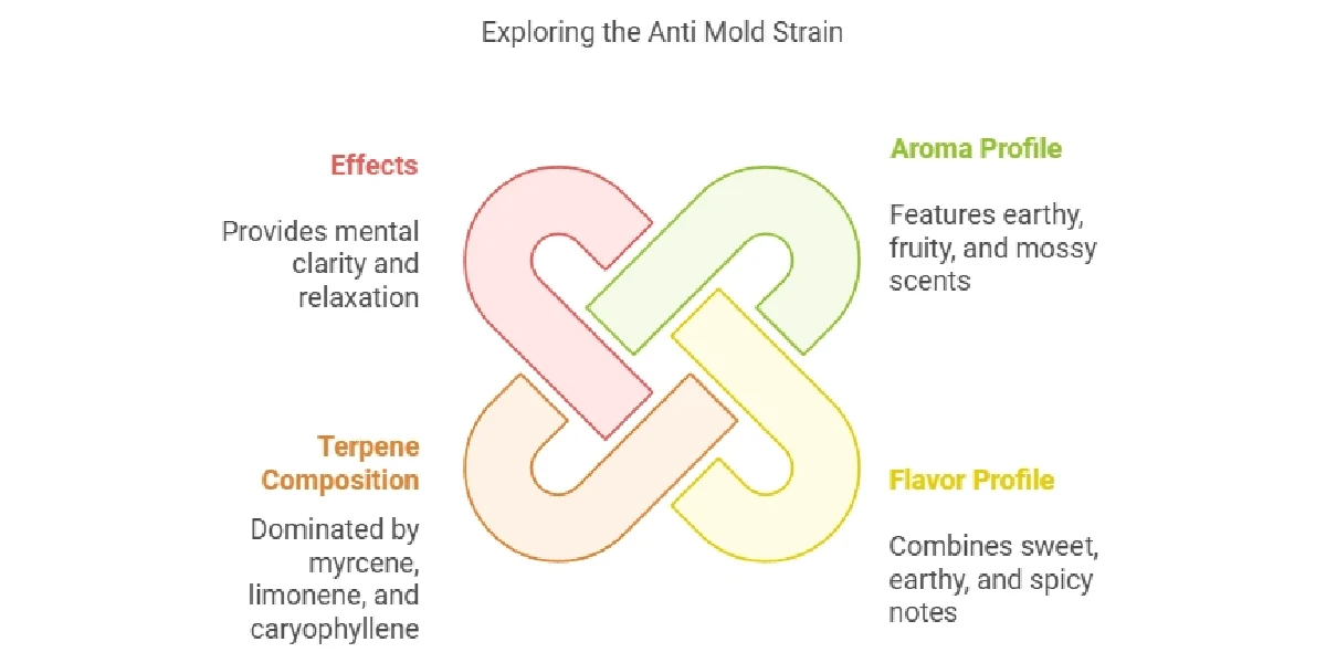 Anti mold strain cannabis plants with dense buds and slightly yellow leaves growing in controlled environment.