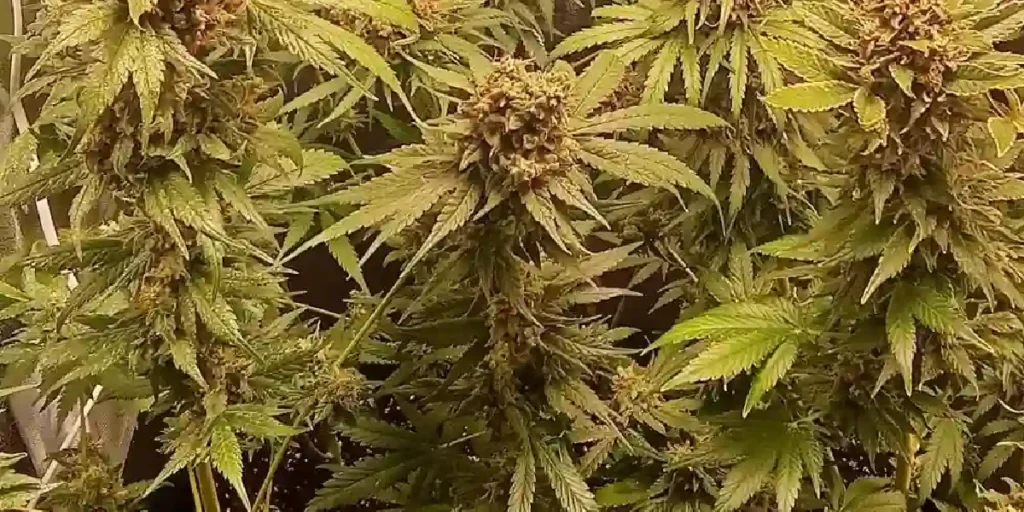 Anti Mold Strain Cultivation Guide