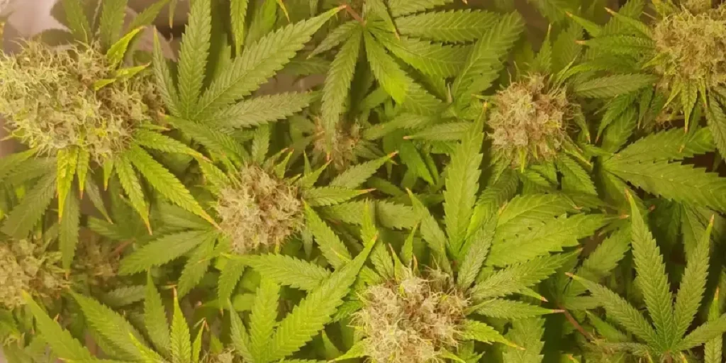 Arjan's Haze 3 strain cannabis plants with multiple buds during flowering stage