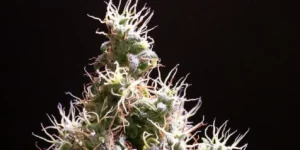 Arjan's Haze 3 strain growth timeline showing stages from seedling to ripening