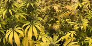 How to Grow Arjans Strawberry Haze