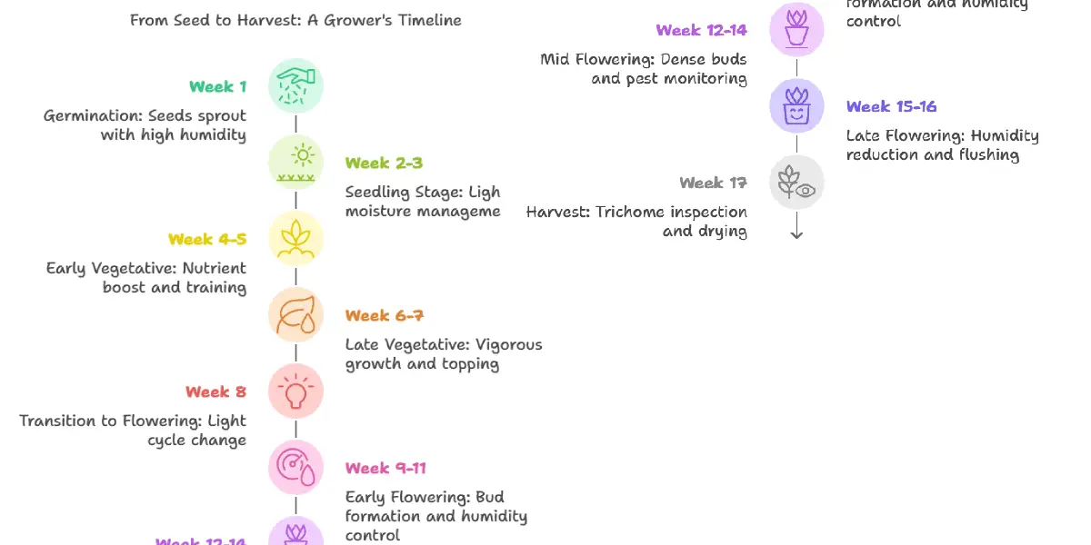 Arjan’s Strawberry Haze cannabis growth stages from seed to harvest