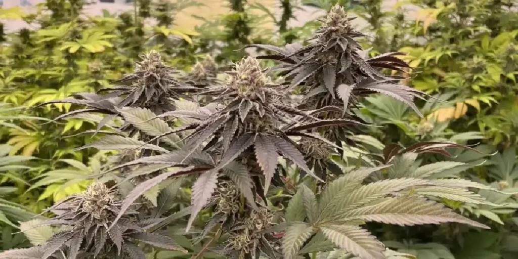 Arjan’s Strawberry Haze leaves yellowing during late flowering