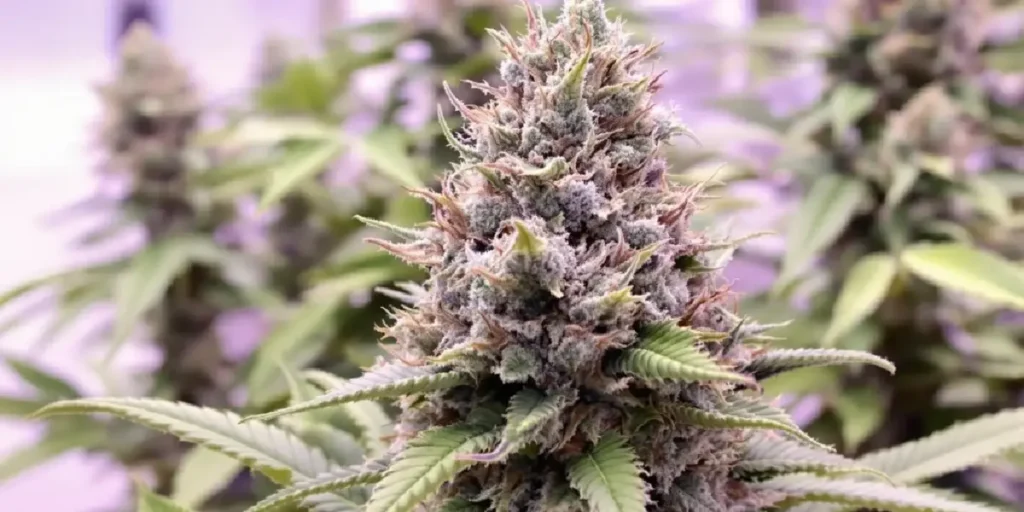 Autoflower buds with improved light exposure after defoliation