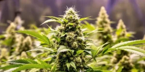 Defoliating Autoflowers Late Flower: Maximize Your Yield and Quality