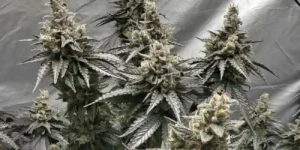 Kings Juice Strain Grow Info