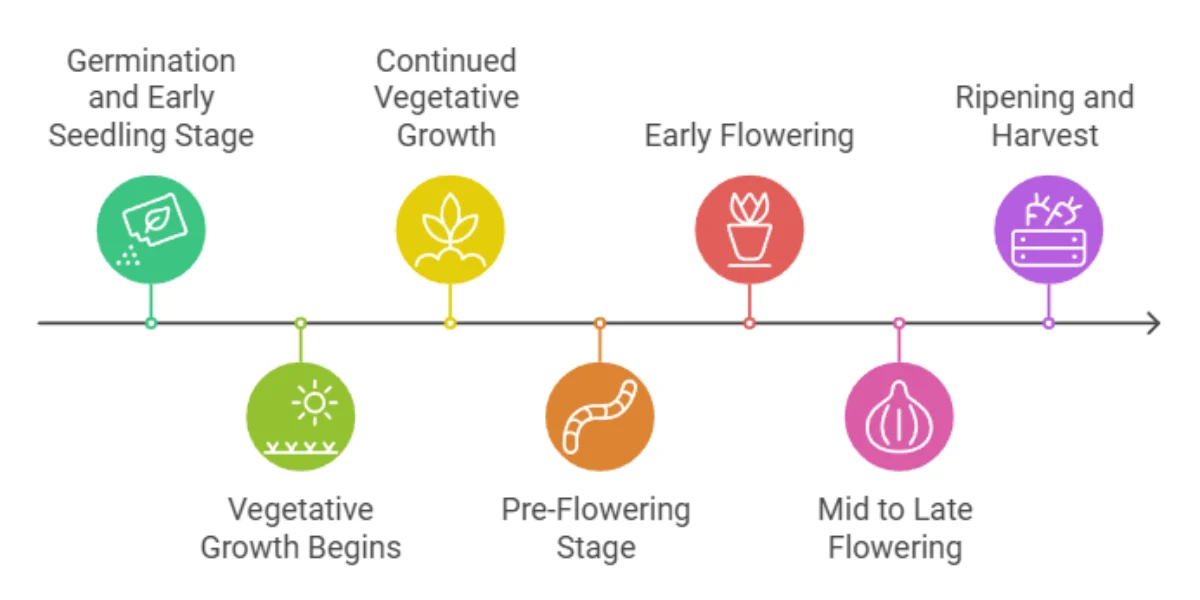 autoflower cannabis growth stages from germination to harvest timeline