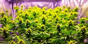 Autoflower 24 Hour Light: Best Strains and Techniques