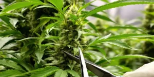 Can You Top an Autoflower?